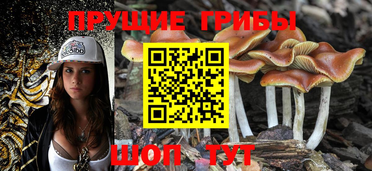 Псилоцибиновые грибы Psilocybine cubensis Алексеевка